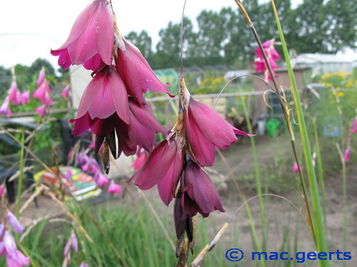 Dierama Blackbird